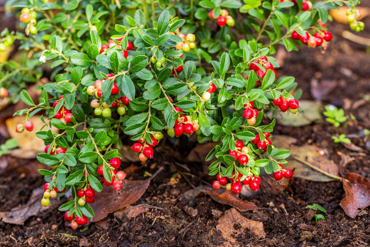 Perennial Cranberry Seeds – American Vaccinium Macrocarpon Red Fruit Bush