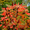 75 SMOOTH SUMAC TREE Red Berries Rhus Glabra Borealis Seeds