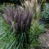 10 Dwarf BLACK FOUNTAIN GRASS Pennisetum Alopecuroides Viridescens Hardy Ornamental Seeds