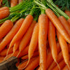1500 TENDERSWEET CARROT Deep Orange Red Daucus Carota Vegetable Seeds
