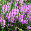 50 PINK Showy OBEDIENT PLANT (False Dragon Head) Physostegia Virginiana Flower Seeds