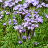 300 PURPLE TANSY Lacy Fiddleneck Phacelia Tanacetifolia Flower Seeds