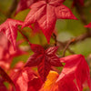 50 AMERICAN SWEETGUM Liquidambar Styraciflua Storax Alligator Sweet Gum Tree Seeds - Great Fall Color! Red Yellow Orange Purple