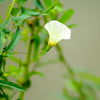 10 White CHRISTMAS VINE Turbina Flower Rivea Ipomoea Corymbosa Seeds