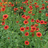 50 BURGUNDY GAILLARDIA Red Indian Blanket Flower Seeds