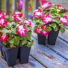 10 DWARF RED STAR IMPATIENS Walleriana Red & White Shade Flower Seeds