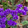 50 Purple STATICE / SEA LAVENDER Limonium Sinuatum Flower Seeds