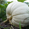 5 WHITE CASPER PUMPKIN White Skin Orange Flesh Cucurbita Maxima Vegetable Seeds