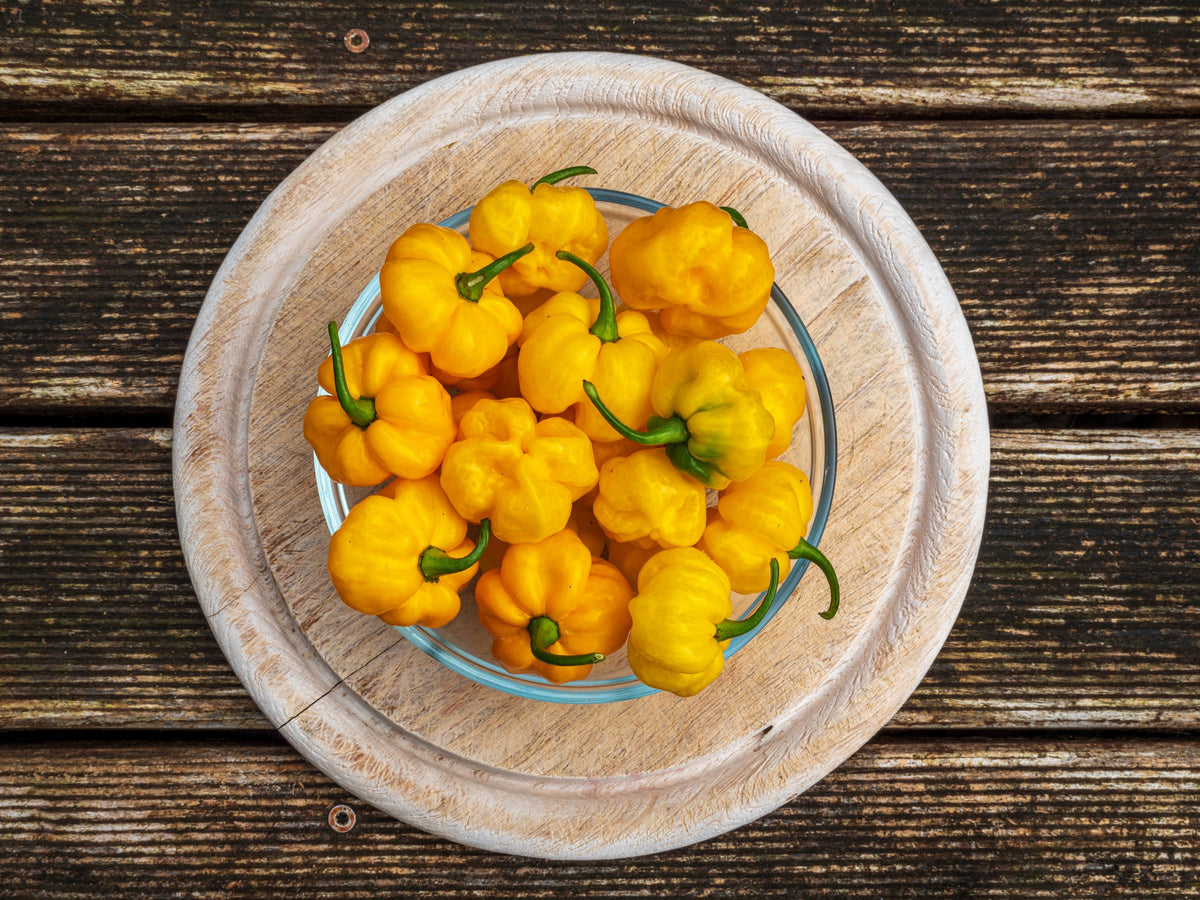 Yellow Jamaican Hot Pepper Seeds – Capsicum Chinense Scotch Bonnet Vegetable