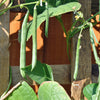 French Blue Lake Pole Bean Phaseolus Vulgaris Vegetable Seeds – photo 3