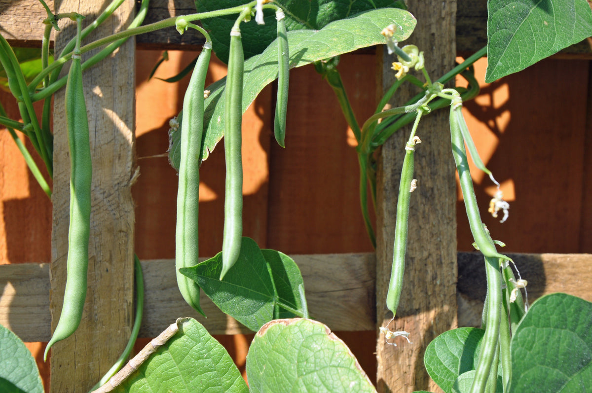 French Blue Lake Pole Bean Phaseolus Vulgaris Vegetable Seeds – photo 3
