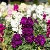 50 MIXED COLORS STOCK Matthiola Incana Ten-Week Gillyflower Blue White Pink Red Purple Seeds