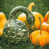 Gooseneck / Bottle / Swan Gourd Lagenaria Siceraria Vine Seeds