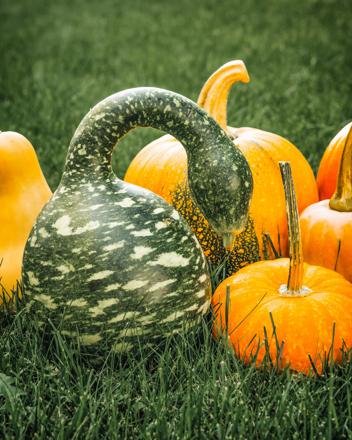 Gooseneck / Bottle / Swan Gourd Lagenaria Siceraria Vine Seeds