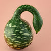 Gooseneck / Bottle / Swan Gourd Lagenaria Siceraria Vine Seeds – photo 2