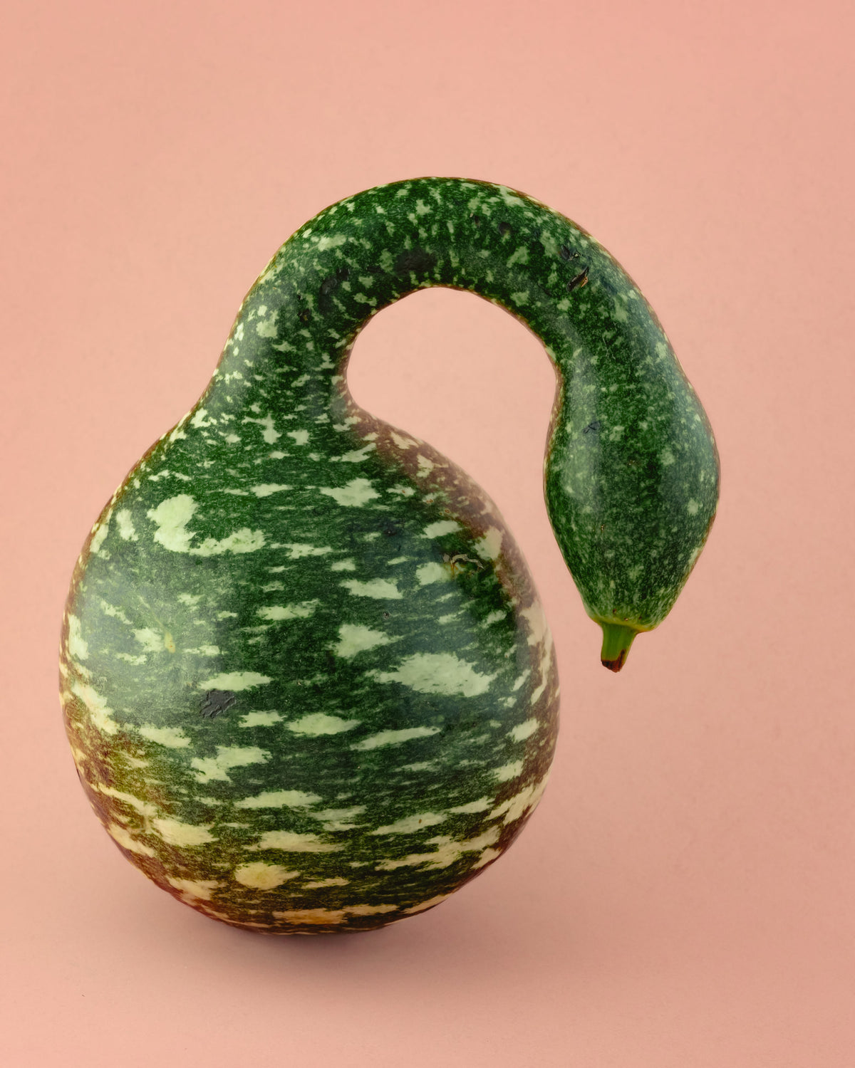 Gooseneck / Bottle / Swan Gourd Lagenaria Siceraria Vine Seeds – photo 2