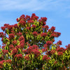 20 SEVEN SON Shrub Tree Heptacodium Miconioides White Red Flower Seeds