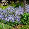 Heart Leaved Aster Seeds – Cordifolius Blue Wood Aster Flower – photo 5