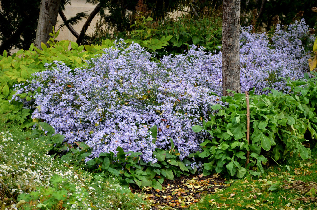 Heart Leaved Aster Seeds – Cordifolius Blue Wood Aster Flower – photo 5