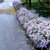 Heart Leaved Aster Seeds – Cordifolius Blue Wood Aster Flower – photo 6