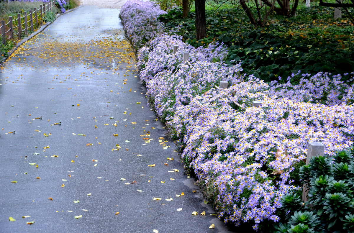 Heart Leaved Aster Seeds – Cordifolius Blue Wood Aster Flower – photo 6