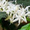 15 ARABICA COFFEE Tree Shrub Seeds - Grow your own coffee!