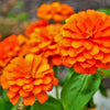 250 ORANGE KING ZINNIA Elegans Flower Seeds
