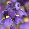 50 BLUE GEM NEMESIA Strumosa Flower Seeds