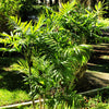 15 PARLOR PALM Neanthe Bella Palm Chamaedorea Elegans Tree Houseplant Seeds