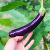 1000 LONG PURPLE EGGPLANT Solanum Melongena Esculentum Vegetable Seeds
