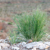 500 INDIAN RICEGRASS Nezpar Oryzopsis Hymenoides Stipa Sand Rice Grass Millet Grain Seeds