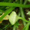 20 Green Tint BUSH SCALLOP SQUASH (Patty Pan / Paty Pan / Squanter Squash) Summer Cucurbita Pepo Vegetable Seeds