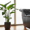 5 GIANT BIRD OF PARADISE Tree Strelitzia Nicolai Wild Banana White Crane Blue Purple Flower Houseplant Seeds