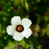 10 SIMPLY LOVE HIBISCUS (Flower of the Hour / Baldder Hibiscus) Hibiscus Trionum Flower Seeds