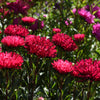 250 Double RED CHINA ASTER Callistephus Chinensis Flower Seeds