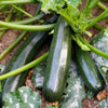 50 BLACK BEAUTY ZUCCHINI Summer Squash Cucurbita Pepo Vegetable Seeds
