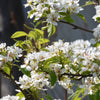 20 SASKATOON SERVICEBERRY aka Western, Pacific, Juneberry, Shadbush Amelanchier Alnifolia Native Edible Purple Berry Fruit White Flower Shrub Seeds