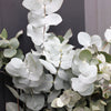 20 SILVER DROP EUCALYPTUS Gunnii Cider Gum Silver Blue Foliage Florist Tree Seeds