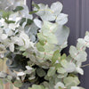 20 SILVER DROP EUCALYPTUS Gunnii Cider Gum Silver Blue Foliage Florist Tree Seeds