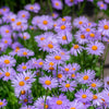50 Blue EAST INDIES ASTER Tongolensis Flower Seeds