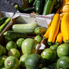 35 Sweet TATUME SQUASH Cucurbita Pepo Calabash Calabacita Mexican Zucchini Seeds