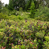 40 SALAL BERRY Gaultheria Shallon Pink White Flowers Blue Fruit Shrub Seeds