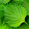 300 GREEN SHISO aka PERILLA Frutescens Ornamental Herb Seeds Green & Purple