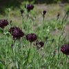 25 Black Garnet BACHELOR'S BUTTON / CORNFLOWER Centaurea Cyanus Flower Seeds