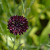 25 Black Garnet BACHELOR'S BUTTON / CORNFLOWER Centaurea Cyanus Flower Seeds