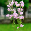 100 TALL DOUBLE COLUMBINE Aquilegia Vulgaris Mixed Colors Red, Pink, Purple, & White Flower Seeds