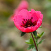 50 NEPAL CINQUEFOIL / POTENTILLA Nepalensis Pink Red Flower Seeds