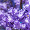 25 BLUE JACARANDA TREE ( Fern Tree / Brazilian Rose Wood / Green Ebony ) Jacaranda Mimosifolia Seeds
