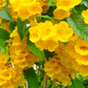 10 TECOMA STANS (Yellow Trumpetbush / Yellow Bells / Yellow Elder / Esperanza) Flower Shrub Bush Seeds