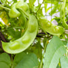 Baby Lima Bean Seeds – Phaseolus Lunatus Vegetable – photo 2